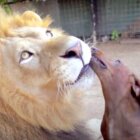 ダックスフンド,動画