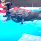 ダックスフンド,動画