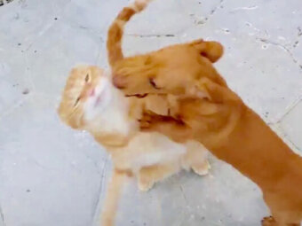 ダックスフンド,動画