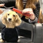 ダックスフンド,動画