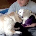 ダックスフンド,動画