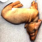 ダックスフンド,Instagram