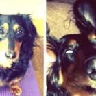 ダックスフンド,Instagram