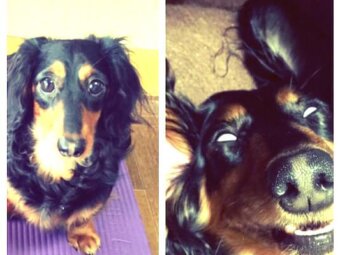 ダックスフンド,Instagram