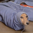 ダックスフンド,動画