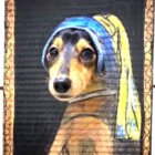 ダックスフンド,Instagram