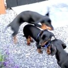 ダックスフンド,動画