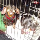 ダックスフンド,動画