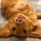 ダックスフンド,動画