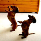 ダックスフンド,動画