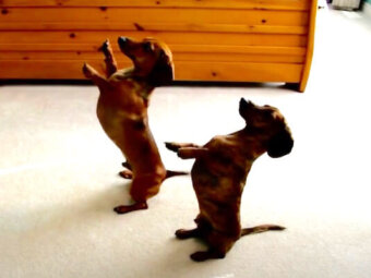 ダックスフンド,動画