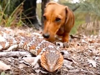 ダックスフンド,動画