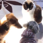 ダックスフンド,Instagram