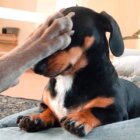 ダックスフンド,Instagram