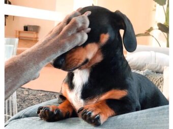 ダックスフンド,Instagram