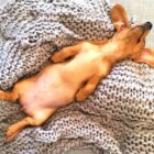 ダックスフンド,Instagram