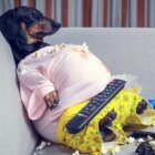 ダックスフンド,動画