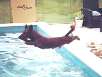 ダックスフンド,Instagram