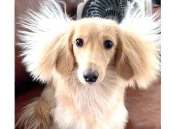 ダックスフンド,Instagram