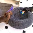 ダックスフンド,Instagram