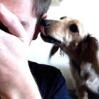 ダックスフンド,動画