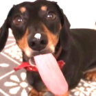 ダックスフンド,動画