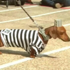 ダックスフンド,動画