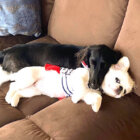 ダックスフンド,Instagram