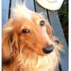 ダックスフンド,Instagram