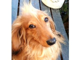 ダックスフンド,Instagram