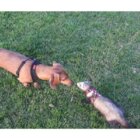 ダックスフンド,動画