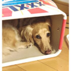 ダックスフンド,動画