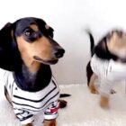 ダックスフンド,動画