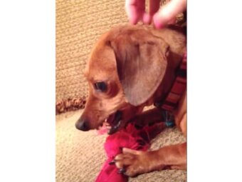 ダックスフンド,動画