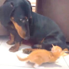 ダックスフンド,動画