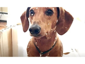 ダックスフンド,動画