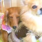 ダックスフンド,動画