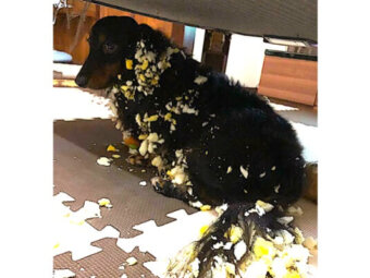 ダックスフンド,動画