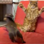 ダックスフンド,動画