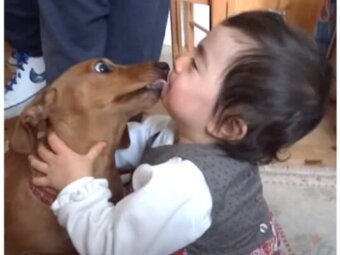 ダックスフンド,動画