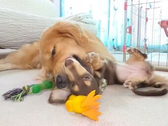 ダックスフンド,動画
