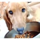 ダックスフンド,動画