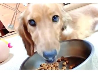 ダックスフンド,動画