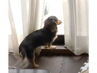 ダックスフンド,動画