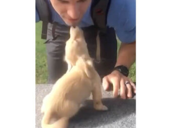 ダックスフンド,動画