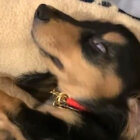 ダックスフンド,動画