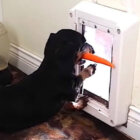 ダックスフンド,動画