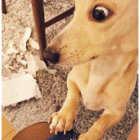 ダックスフンド,動画