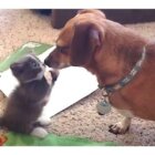ダックスフンド,動画