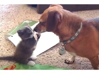 ダックスフンド,動画